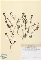 藏品(裂葉赤車使者)的圖片